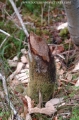 beavers, scotland, aigas, wild-14